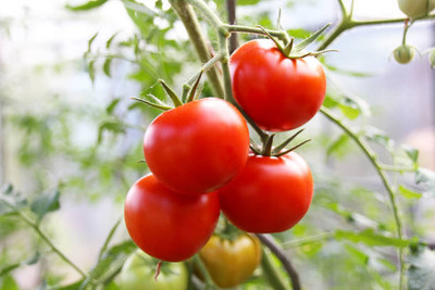 LJL Traders tomato Seed(145 per packet)