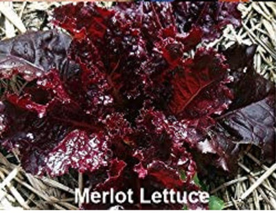 CYBEXIS Merlot Lettuce Seeds2000 Seeds Seed(2000 per packet)