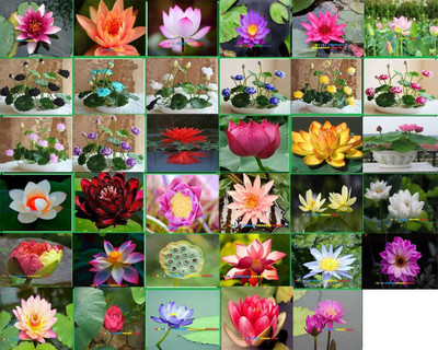CRGO LOTUS , KAMAL Seed(35 per packet)
