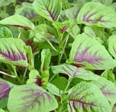 VibeX ® LXI-259 Red Amaranthus Seeds, Chinese Spinach Seed(500 per packet)