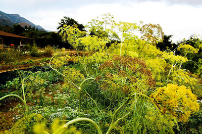 CYBEXIS LX-81 - Mammoth Long Island Dill - (750 Seeds) Seed(750 per packet)