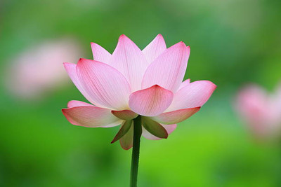 Revaseeds lotus,kamal gatta Seed(14 per packet)
