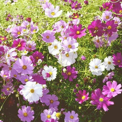 ZIXA Cosmos Mix Seed(40 per packet)