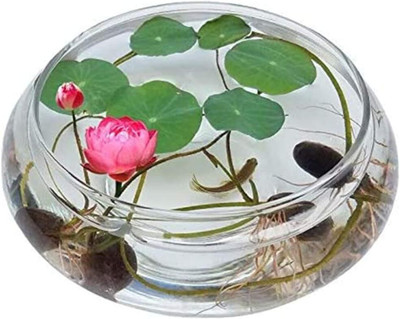 CRGO ™ RDX-171 Flower Lotus Seeds Aquatic Plant Beautiful Seed(5 per packet)