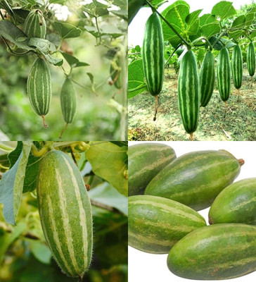 ibains Pointed gourd seeds for garden biij 32 Seed(32 per packet)