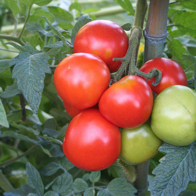WINR tomato Seed(130 per packet)