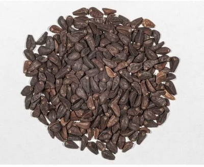 Aro Morning glory Seed(38 per packet)