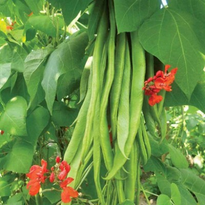 PMA Runner Beans Seed, Pure Organic Gardening Vegetable Seed, Sem Hybird Seed(40 per packet)