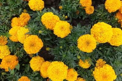 Kritharth Creation marigold/gende ka phool flower seeds Seed(25 per packet)