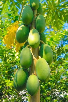 Arshiayat Best Quality Papaya Seeds, Hybrid Papaya Seeds For Farming Seed(57 per packet)