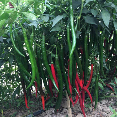 WILLVINE HUA -III Chilly/Chilli Seeds [25gm, 5000 Seeds] Seed(5000 per packet)