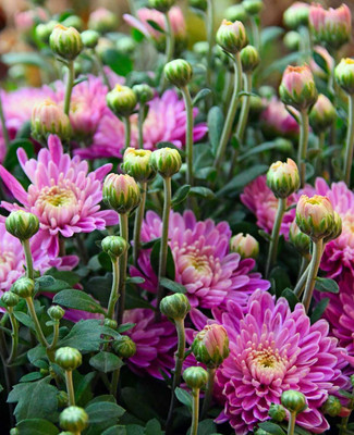 Quentova Chrysanthemum magnificent-11W-RAJ Seed(50 per packet)
