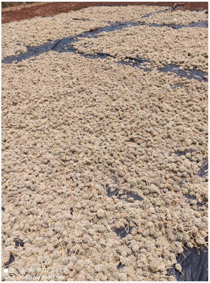 WILLVINE LX-986 Nasik Red N53 Onion Seeds-3000 Seeds Seed(3000 per packet)
