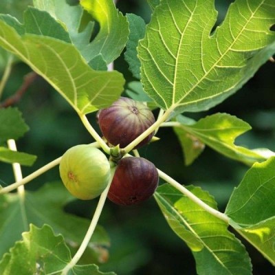 CARIBBEAN IMPORTED HYBRID FIG ANJEER FRUIT Seed(15 per packet)