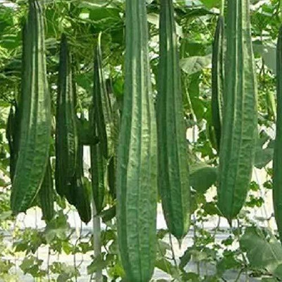 XOLDAA FI QUALITY RIDGE GOURD Seed(10 per packet)