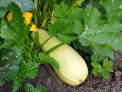 KNESSiN F1 Hybrid White Bush Zucchini Seeds for Home Gardening - (500 Seeds) Seed(500 per packet)
