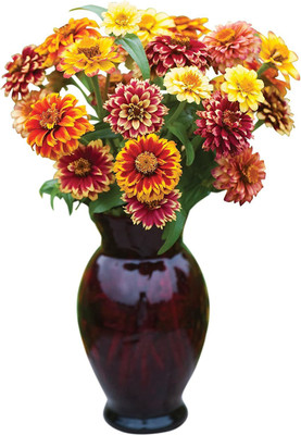 CYBEXIS Jazzy Mix Zinnia Seeds Seed(25 per packet)