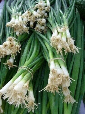 Qualtivate HUA-7A Bunching Evergreen Hardy Onion Seed(500 per packet)