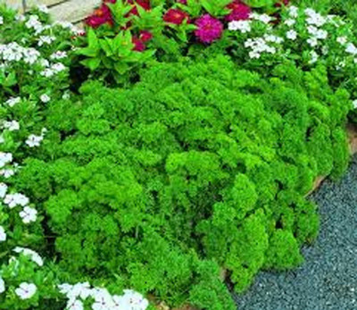 VibeX PUAS-9 - Parsley Triple Moss Curled - (2250 Seeds) Seed(2250 per packet)