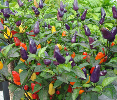 DIVINE CAPSICUM Seed(75 per packet)