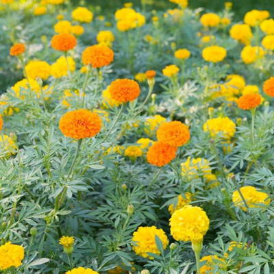 Aywal Marigold F2 Dwarf Double Orange Flower Seed(1 per packet)