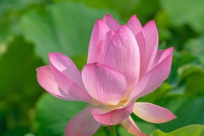 SSPLANTS lotus,kamal gatta Seed(14 per packet)