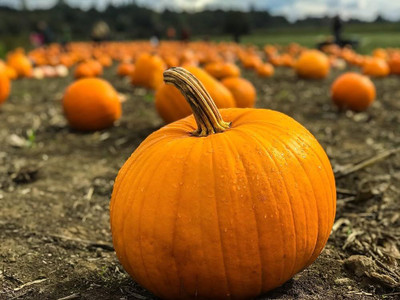 BDSresolve Pumpkin seeds for farming PACK OF 21 Seed(21 per packet)