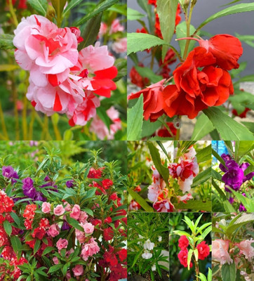 ibains Balsam flower seeds for home garden beez 67 Seed(67 per packet)