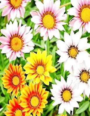 MAA Gazania Seed(28 per packet)