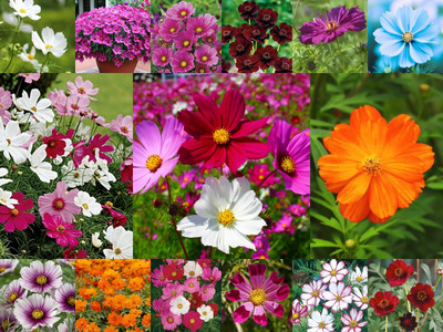 ibains Cosmos seeds multicolor, Cosmos for home garden planting seeds Seed(50 per packet)