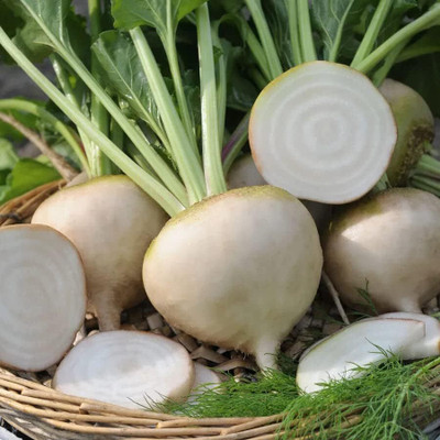 Biosnyg Avalanche White F1 Beetroot Seeds-300 Seeds/5gm Seed(300 per packet)