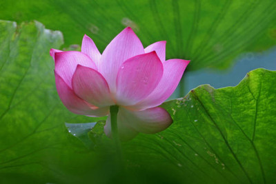 SAKRISH lotus,kamal gatta Seed(11 per packet)