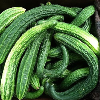 VibeX ® XLR-646 Cucumber Seeds - Suyo Long Seed(200 per packet)