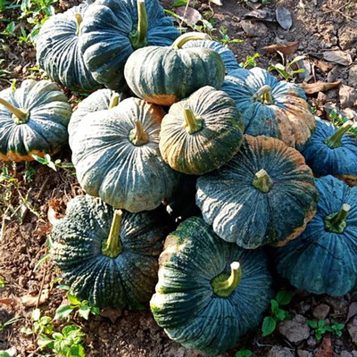 NELASCO Chinese Pumpkin Seed(15 per packet)