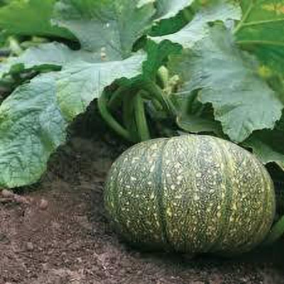 Farmonix Pumpkin – Vegetable Seeds Seed(2000 per packet)