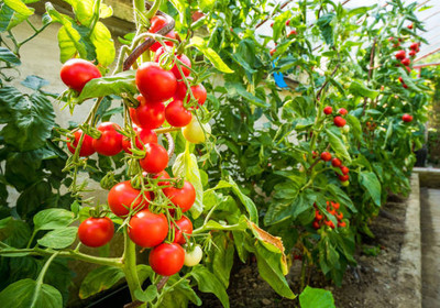 Shree Ganesh tomato Seed(80 per packet)