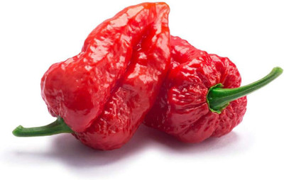 KNESSiN Easy to Grow Ghost Hot Chilli Seeds For Gardening-(600 Seeds) Seed(600 per packet)