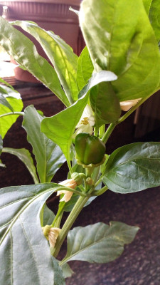 AloGardening Three Color Imported Mix Capsicum Plant Seeds (50 per packet) Seed(50 per packet)