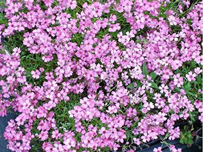 ACCELCROP Gypsophila Gypsy Deep Rose Flower Seed(94 per packet)
