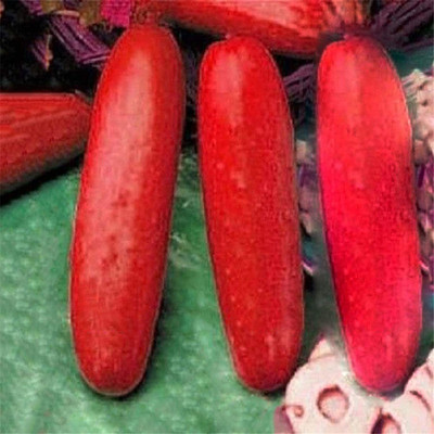 CYBEXIS Heirloom Red Cucumber Seeds Cucumis Sativus-250 Seeds Seed(250 per packet)