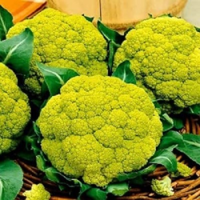 Qualtivate PUAS-7A Cauliflower Green (Macareta) Vegetable Seeds Seed(300 per packet)