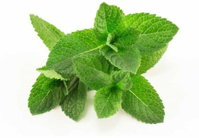 CYBEXIS Peppermint -350 Seeds Seed(350 per packet)