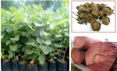 wequality Lal chandan tree seed/rakta sandalwood tree/red sandalwood tree seeds Seed(5 per packet)