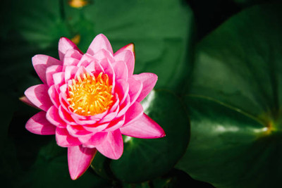 Triphal lotus,kamal gatta Seed(15 per packet)