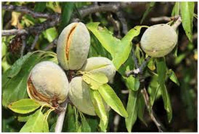 VibeX LX-81 - Almond/Badam Tree - (30 Seeds) Seed(30 per packet)