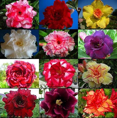 Qualtivate NDIR-106 Mixed 9 Types Double Desert Rose Seeds Seed(30 per packet)