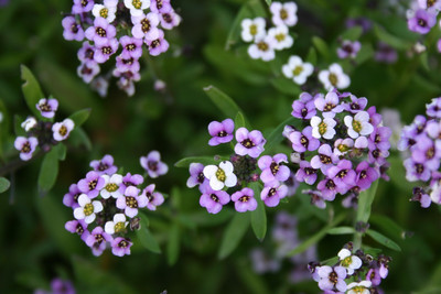Quentova Alyssum – Sweet Royal Carpet-PUA Seed(30 per packet)
