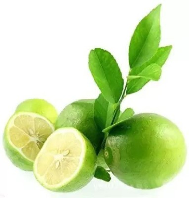 Chalisa Lemon, Nimbu Seed(49 per packet)