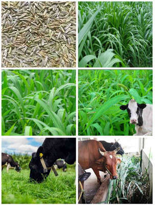 ADANNAYA Malai Makhan Grass Seeds-500G Seed(500 g)