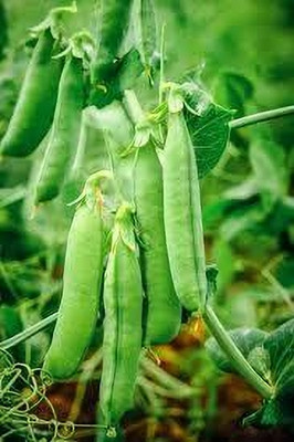 BJUBAS Wrinkle peas seeds pack of 68 Seed(68 per packet)